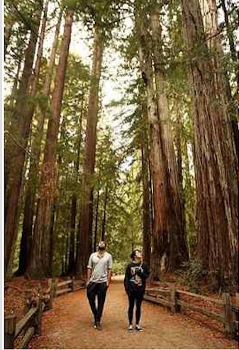 A walk through the redwoods at Big Basin Redwoods State Park can be a peaceful part of the day. (Dan Coyro -- Santa Cruz Sentinel)