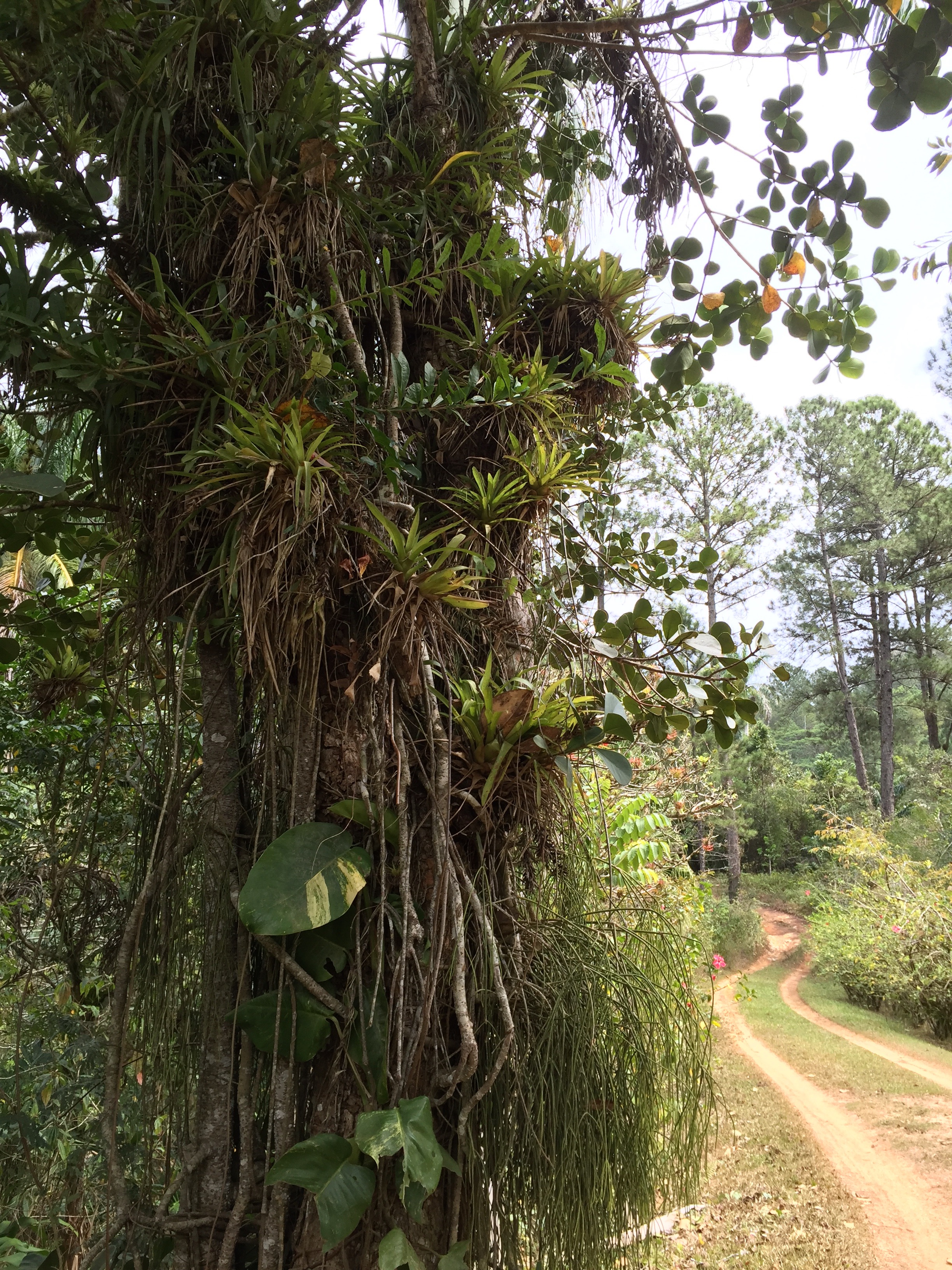 A tropical rainforest in the Escambrey Mountains (photo by Betsy Herbert 2017)