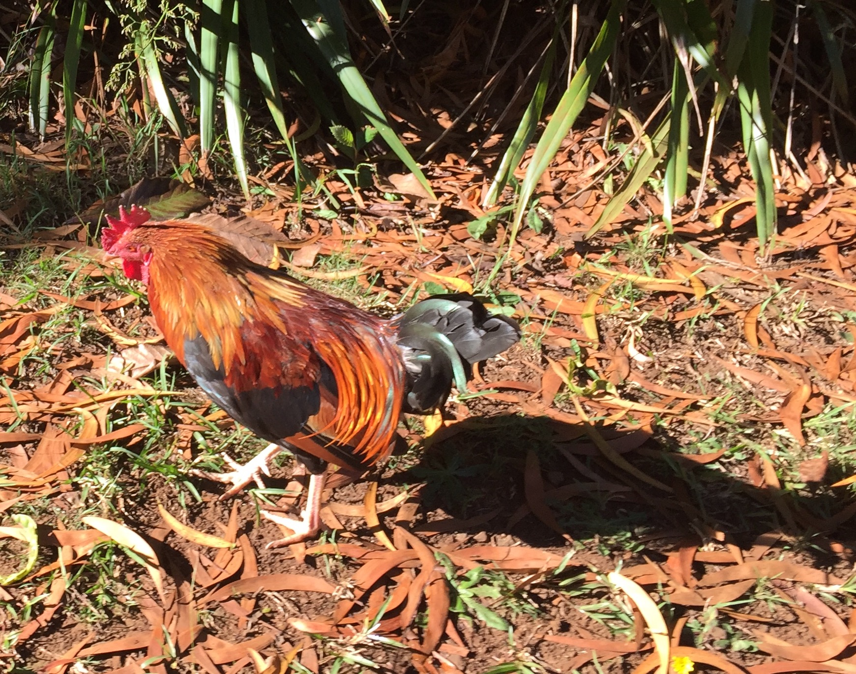 The chicken is the unofficial bird of Kauai. The ubiquitous chicken crows at all times of the night and roosts in the wild. But their saving grace is that they eat bugs, including those nasty centipedes.