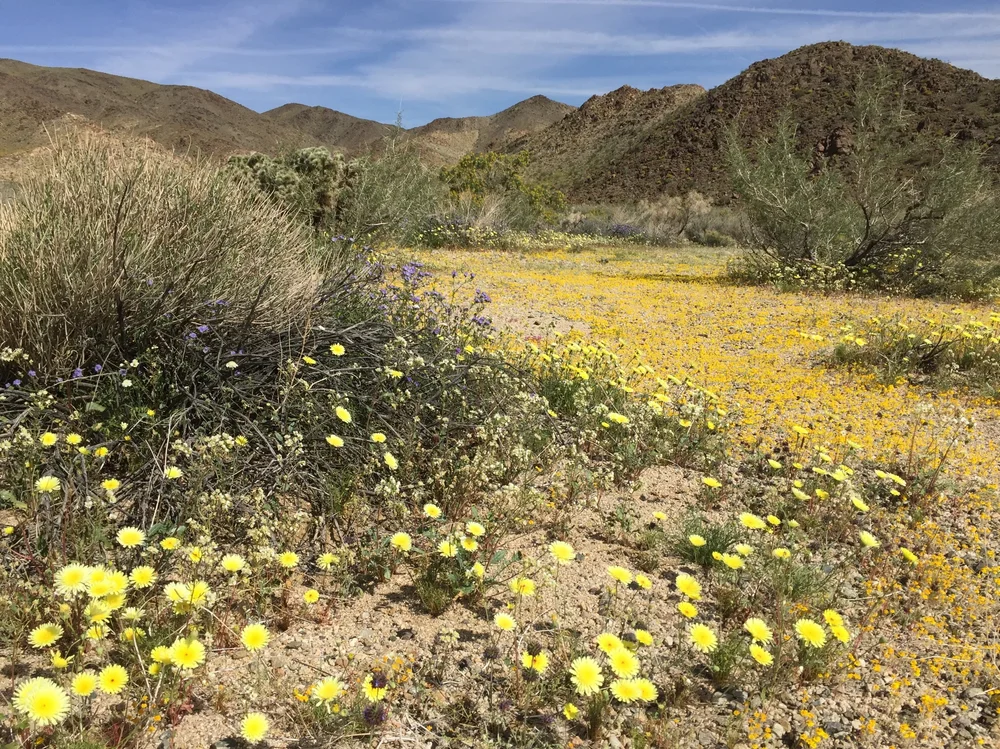 Super Bloom On The Hunt For Wildflowers In Anza Borrego And Joshua Tree Betsy Herbert S Writing