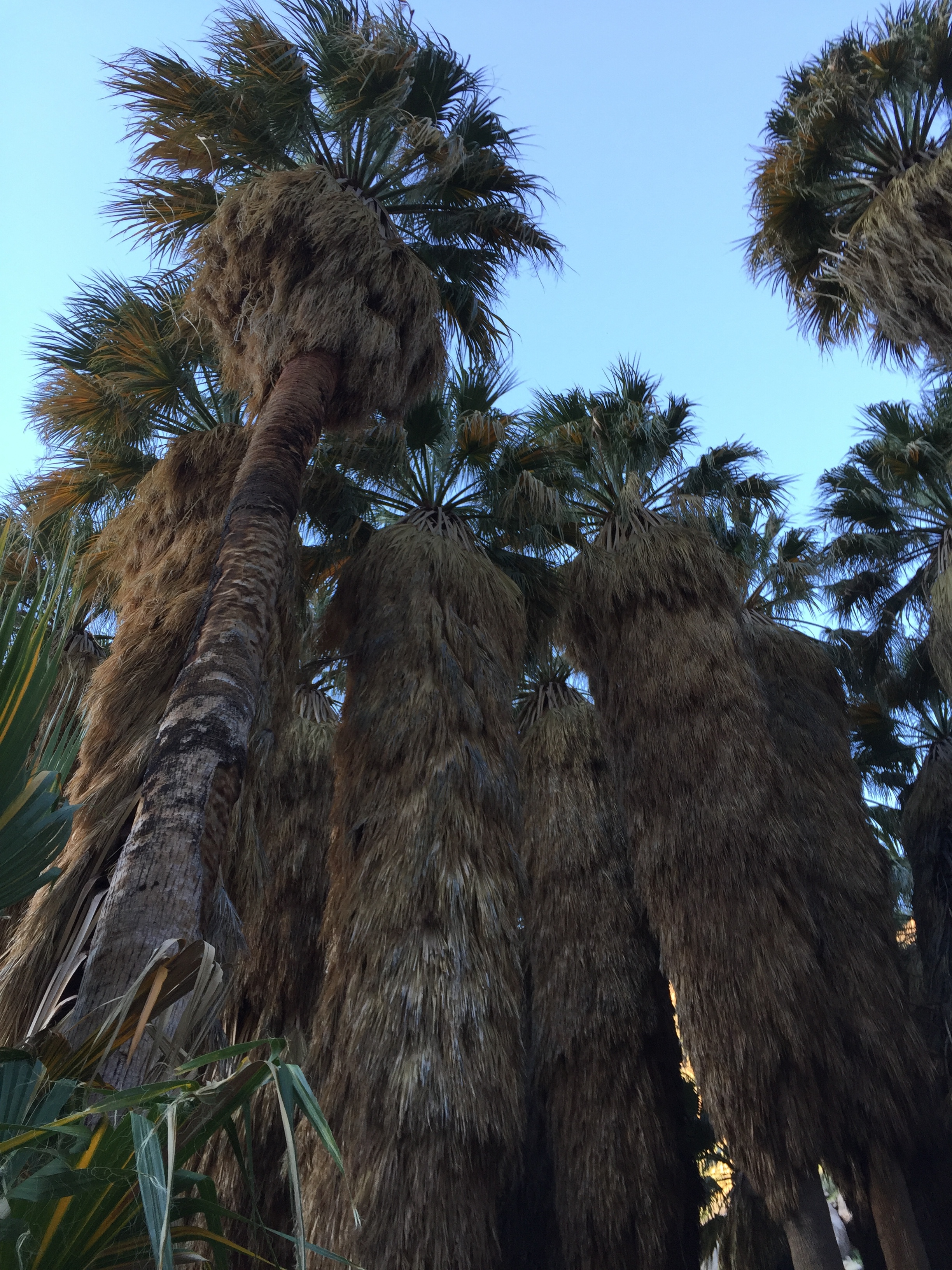 Palms surrounding oasis, Borrego Palm Canyon, Anza-Borrego Desert State Park. Photo by Betsy Herbert, 2017