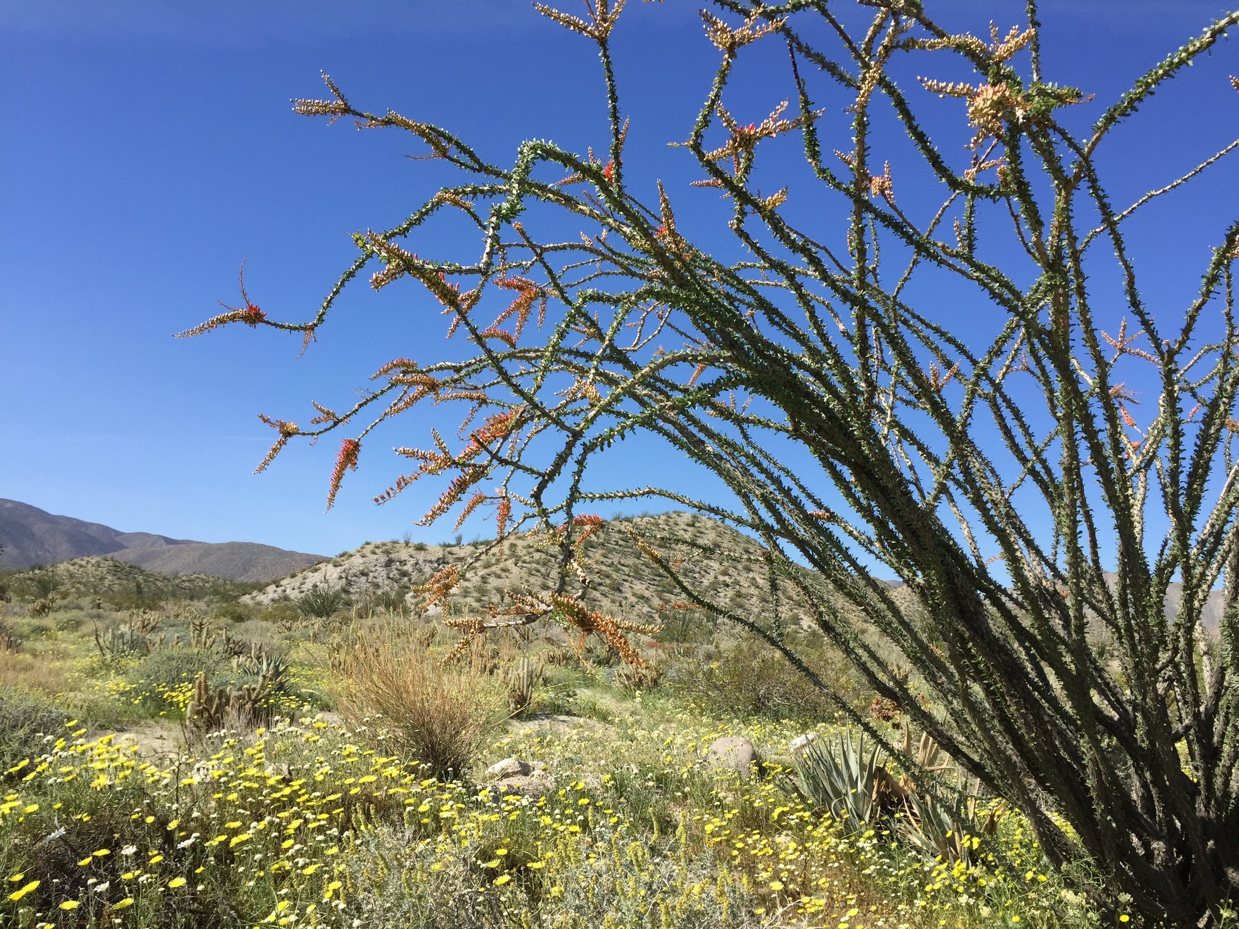 Ocotillo just starting to bloom near the eastern border of Anza-Borrego Desert State Park. Poto by Betsy Herbert, 2017.