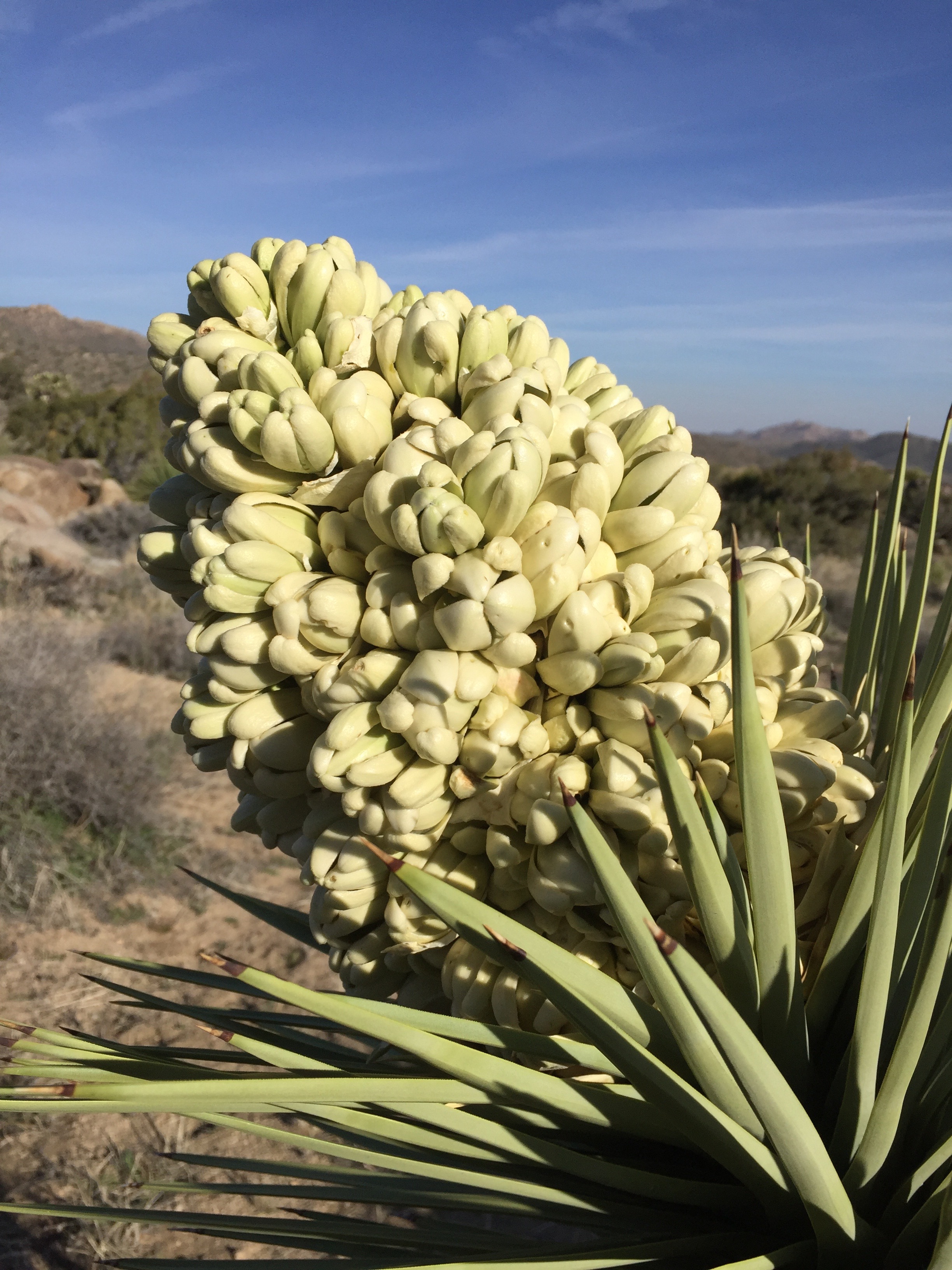 A volley ball-sized Joshua tree blossom in Joshua Tree National Park. Photo by Betsy Herbert, 2017.