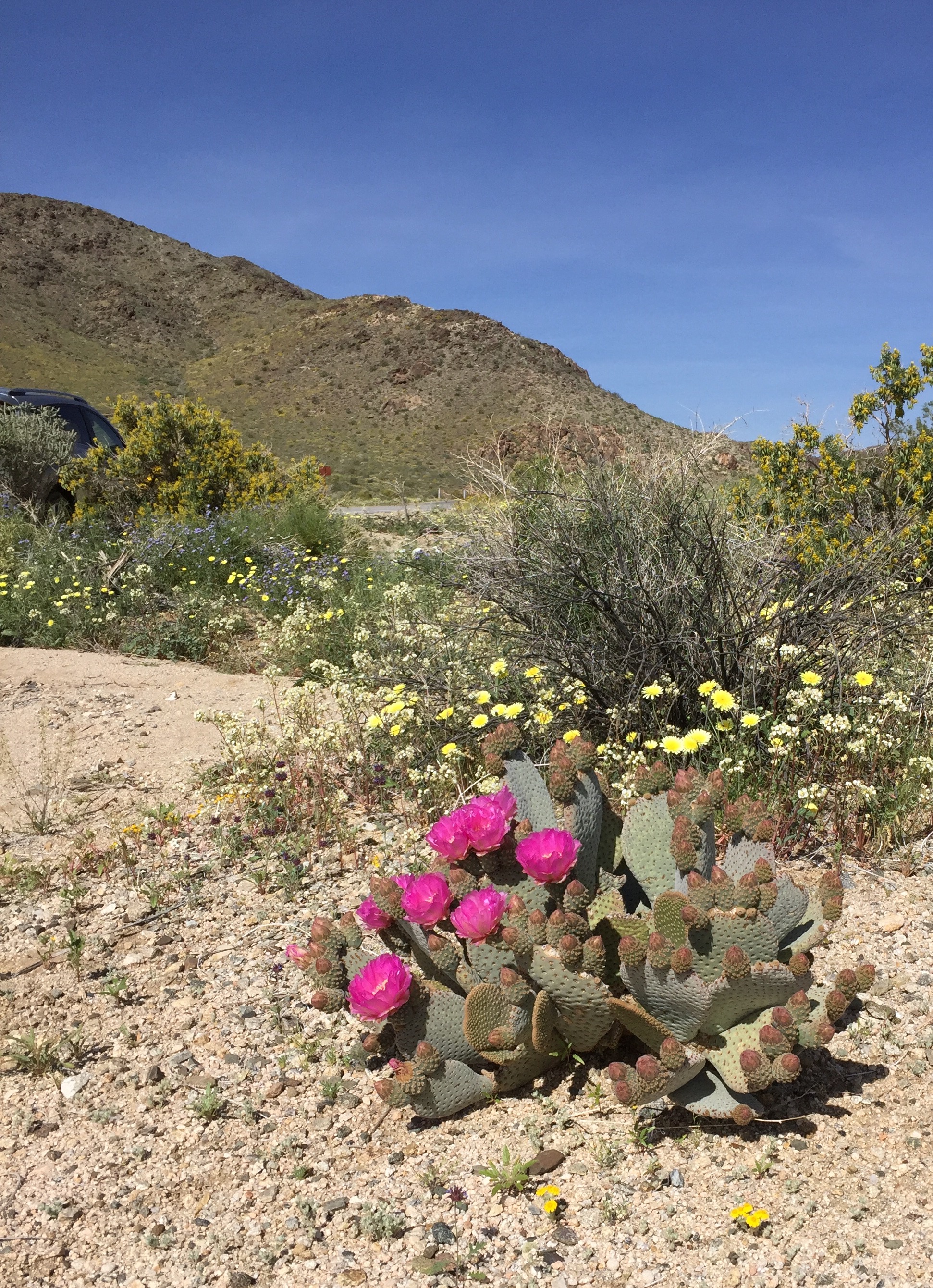 Pink beavertail cactus blooming among desert dandelions near Cholla Gardens, Joshua Tree National Park. Photo by Betsy Herbert, 2017.