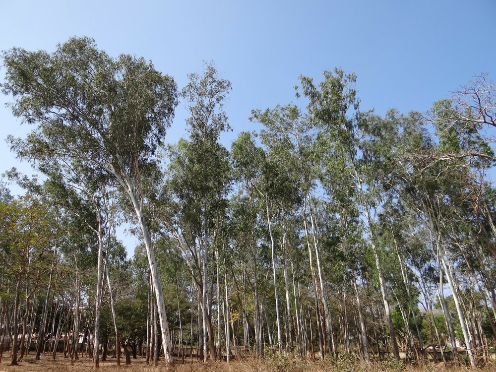 eucalyptus-forest-245072_1920.jpg