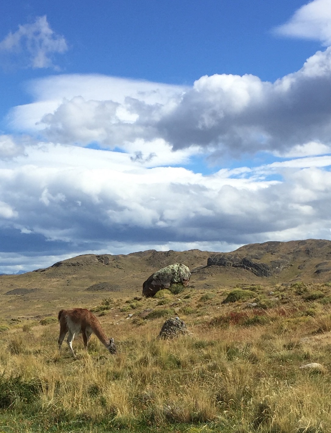 Torres de Paine National Park in Patagonia (Argentina) with native vicuña in the foreground. Photo by Betsy Herbert 2016