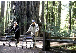 Altagracia and Hector Aizpuru, of Scotts Valley enjoy their daily walk along the Redwood Grove Loop Trail at Henry Cowell Redwoods State Park. (Shmuel Thaler -- Santa Cruz Sentinel file)