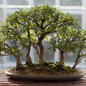 bonsai.jpg
