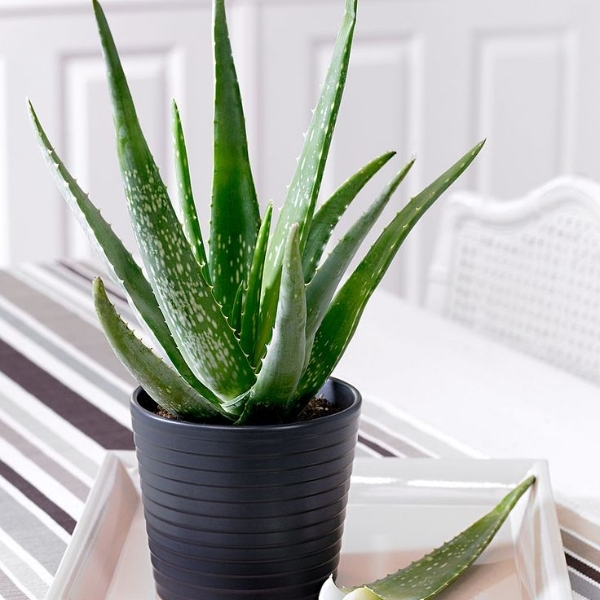 aloe.jpg