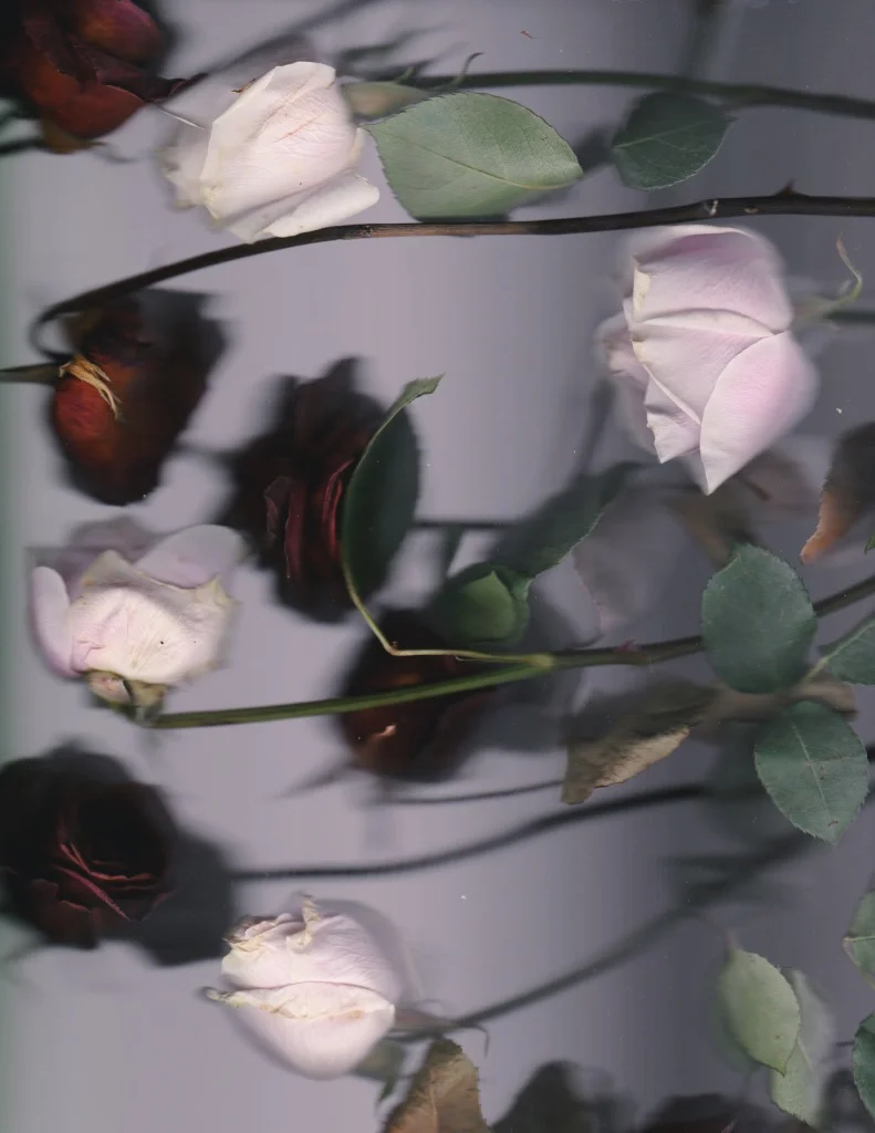 scanned roses.jpg