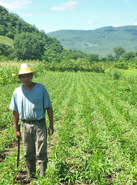 Farmer in crop fields in Siquatepeque, Honduras