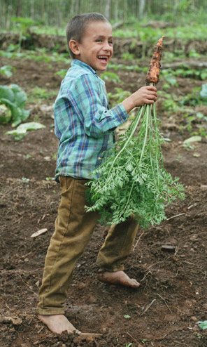 Farmer's son in garden boasting freshly harvested carrots
