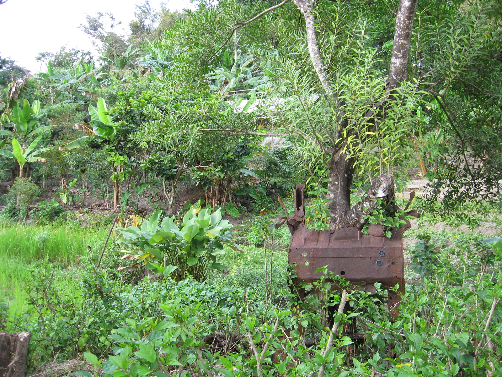 Isabel and Nelly's farm