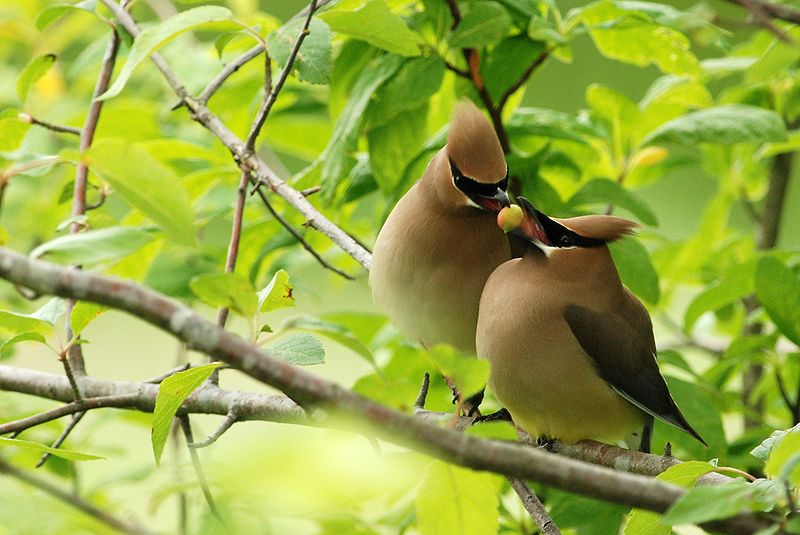Mobile Cedar Waxwings