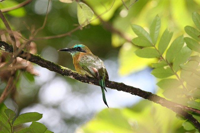 Iridescent Keel-billed Motmot