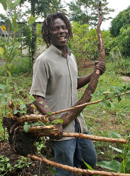 Tree roots and agriculture in Punta Gorda, Belize
