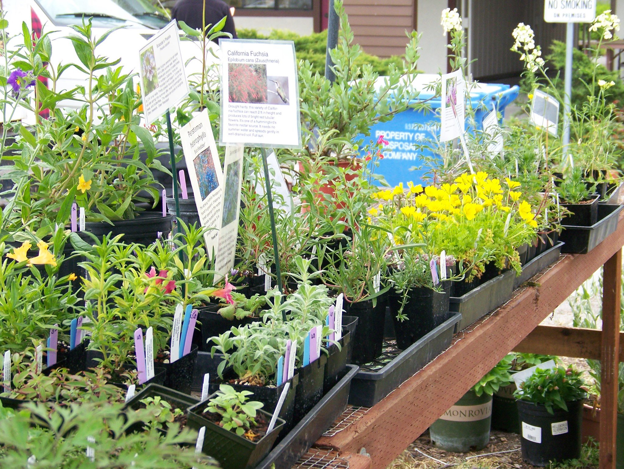 Plant selection at Harvest for the Hungry Garden's "mother of all plant sales."