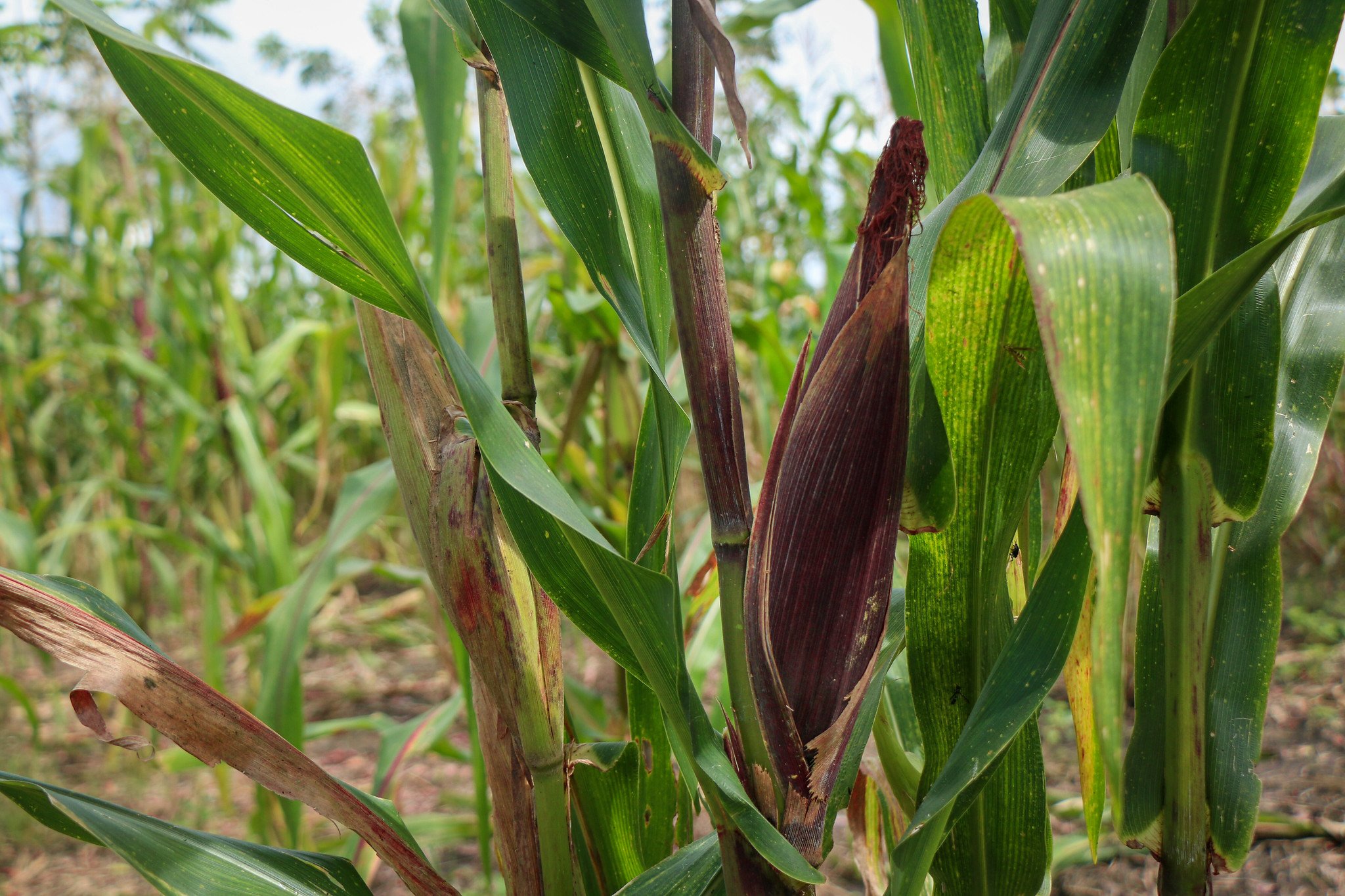 Felipe grows a native variety of corn.