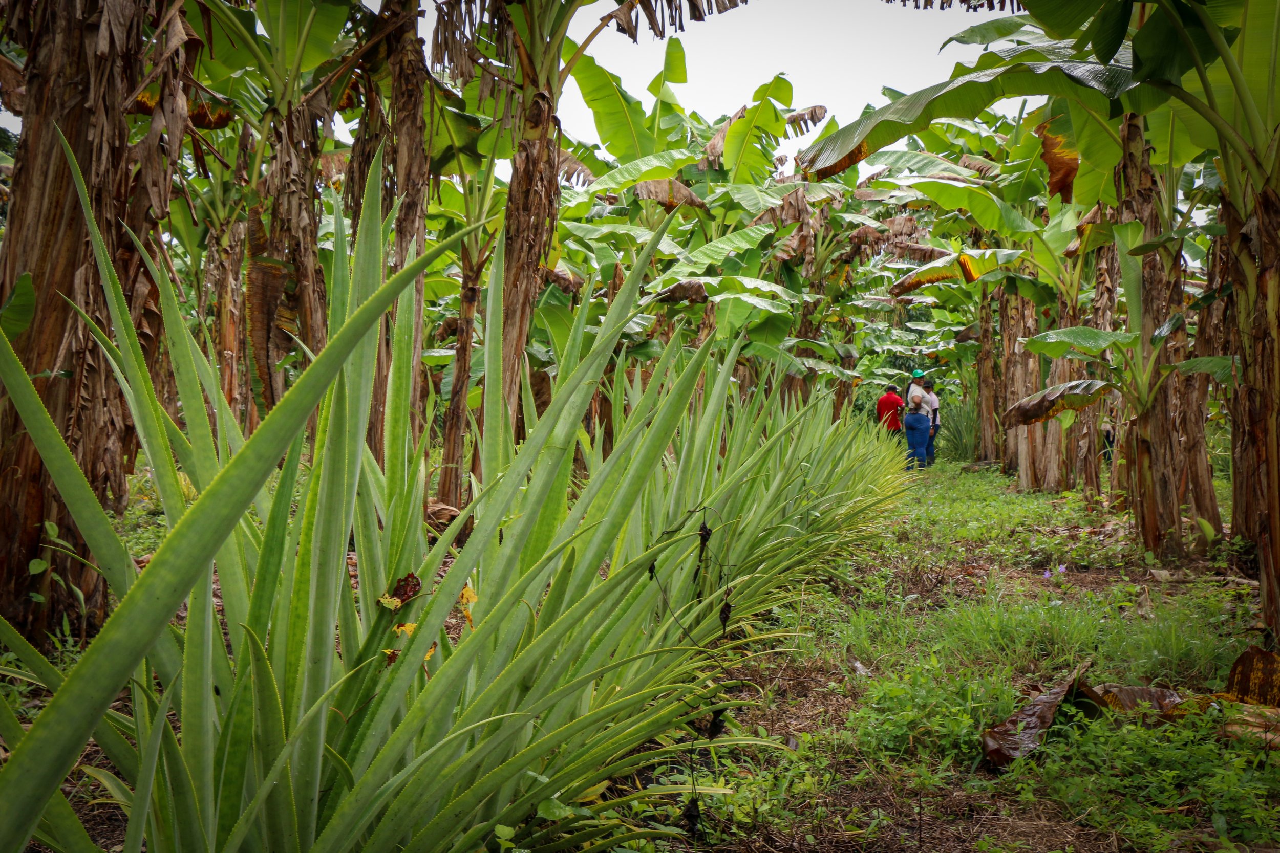 An example of pineapple growing under the shade of plantains in the agroforestry system of Sintia and Montiel's neighbor, Jorge Yam.