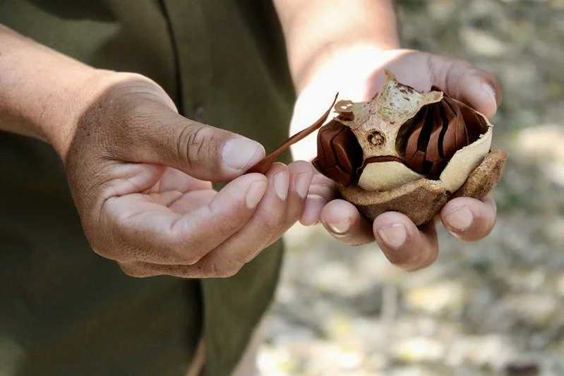 Board Members Experience Firsthand SHI’s Impact on Family Farmers in Belize