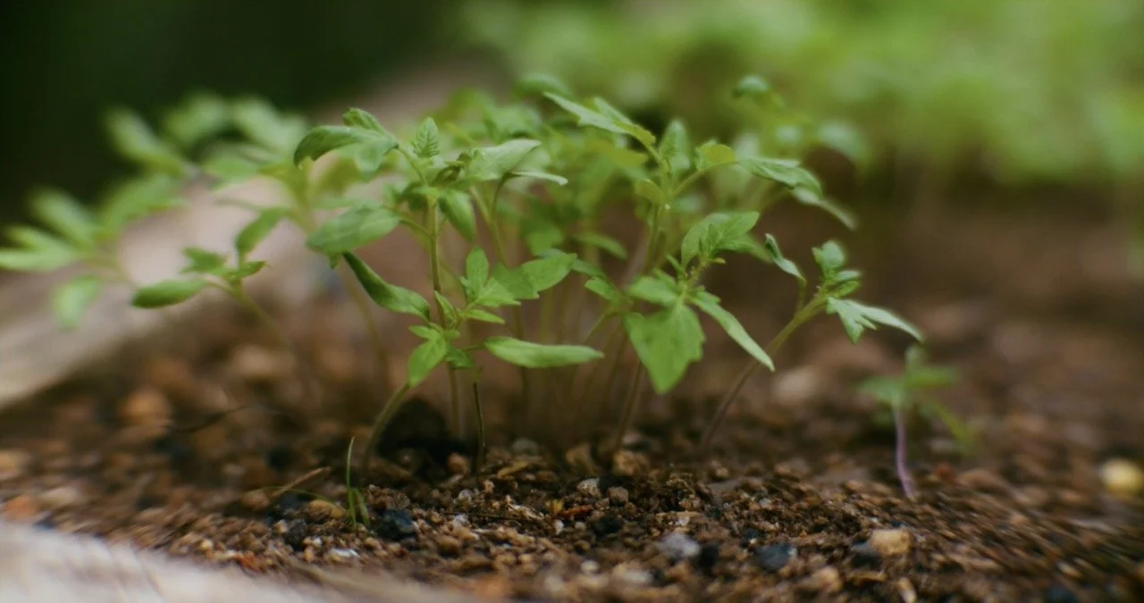 Roots_of_Renewal_PromoStill_16 Large.jpeg