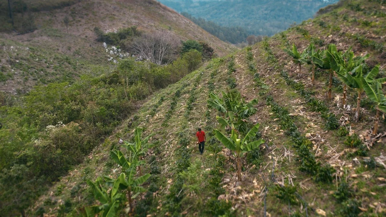 Sustainable Harvest International Focuses Resources in Honduras to Maximize Long-Term Impact
