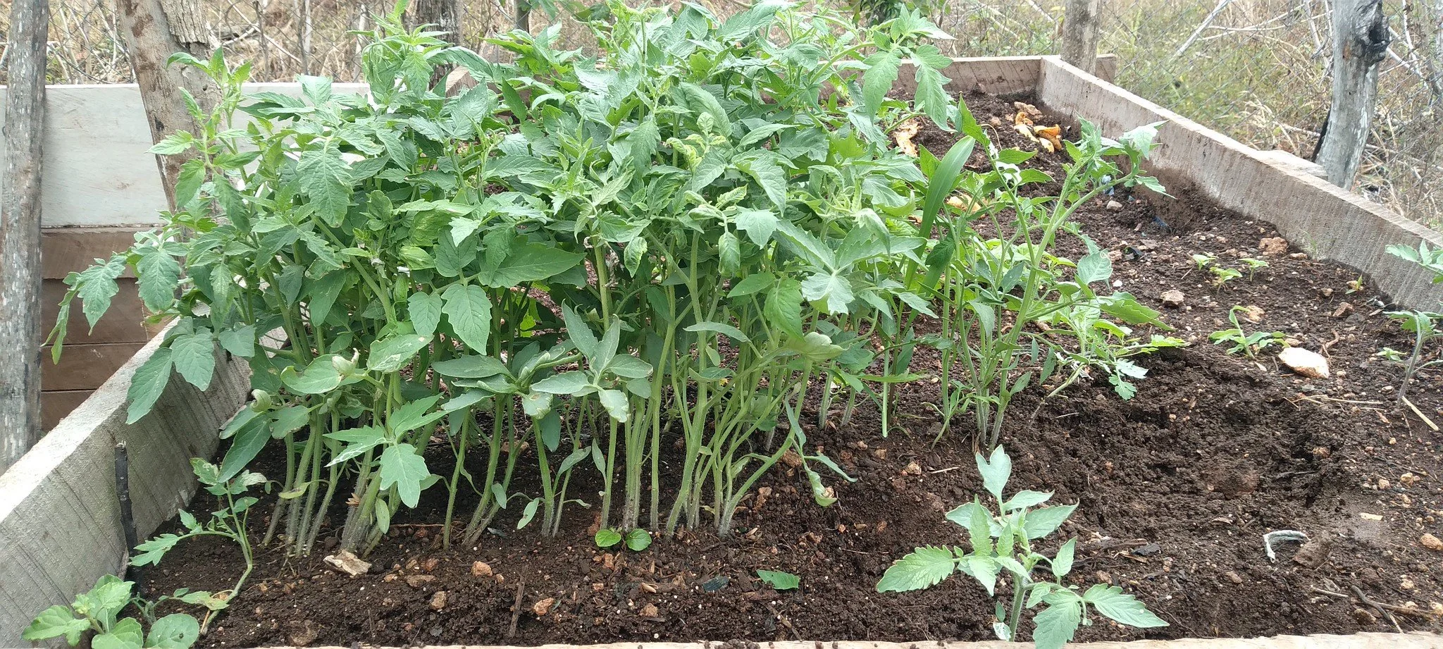 The Planet’s Last Voice