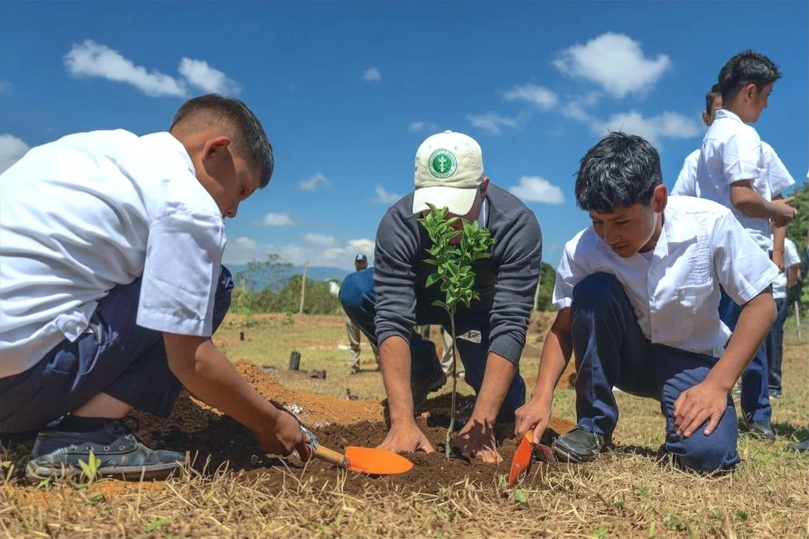 What happens before and after a tree goes in the ground?