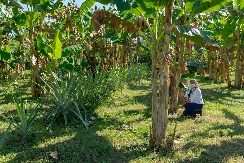 Farmer crouches in a regenerative agroforestry field with banana and pineapple plants in rural Honduras.