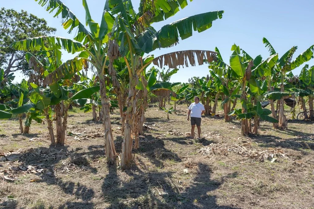 Mrs. Rubiceli Victorin in her agroforestry system. SHI works with farmers to incorporate diversified crops, including trees, in the participant’s farming system.