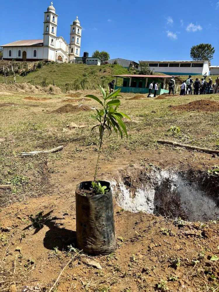 Close-up of tree seedlings with exposed roots ready for planting, highlighting early stages of reforestation and environmental restoration.
