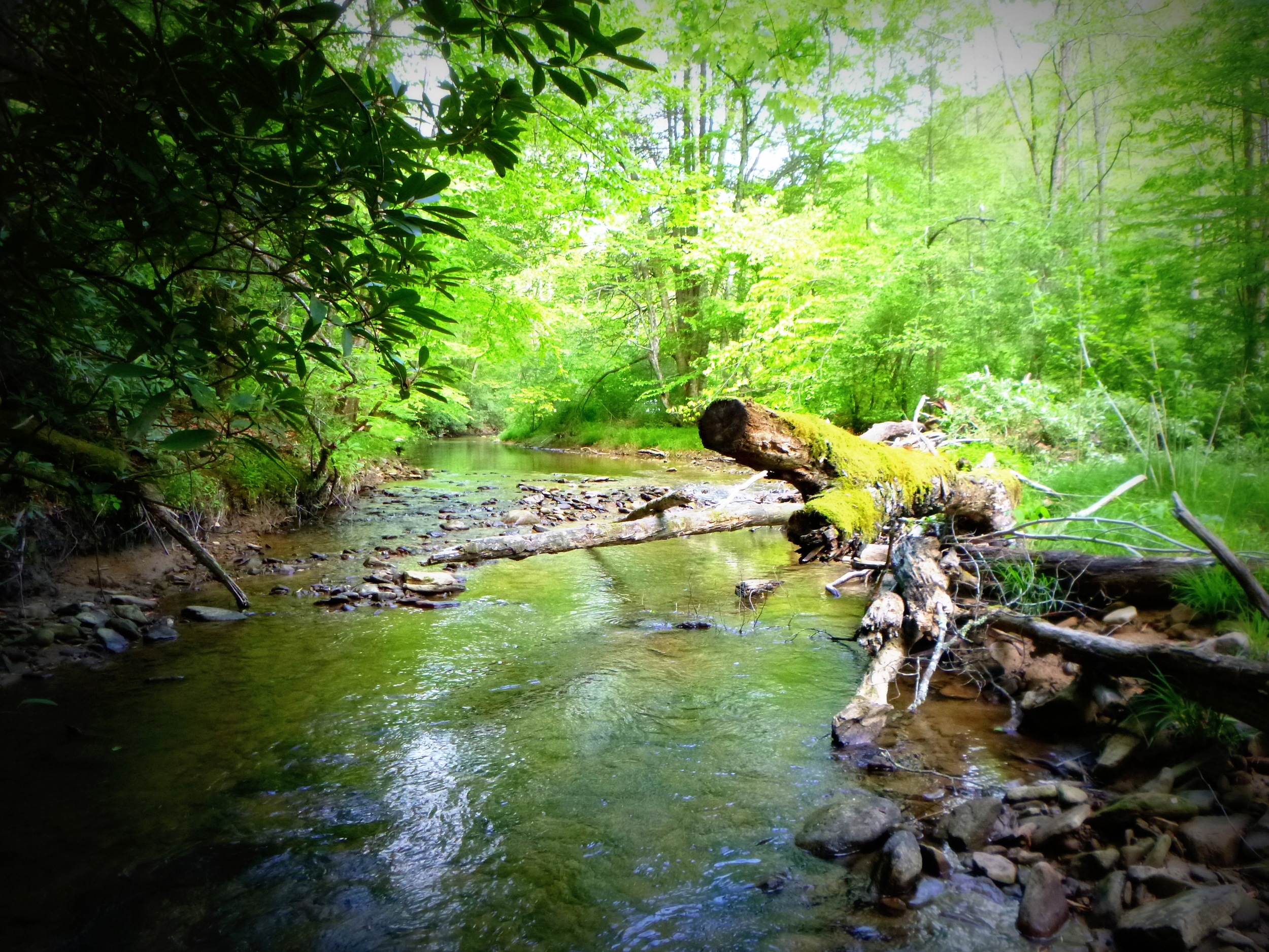 Panther Creek