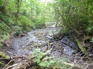 FightingCreek6.jpg