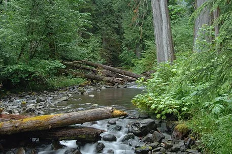Lookout Creek, H.J. Andrews Forest (T. Araci)