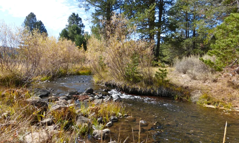 Sagehen Creek (Eco Truckee Tahoe)