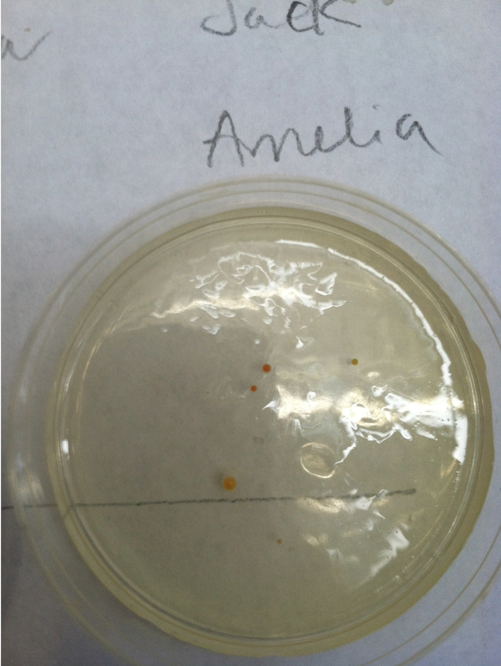 Microbiology begins with Germs and Viruses in Summer Camps at KSL ...