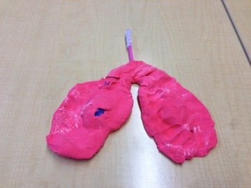 Lungs project from our 3-6 yr old class