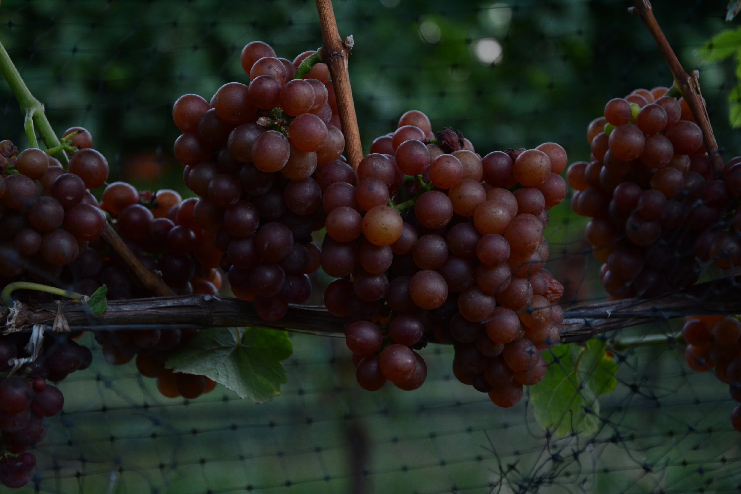 Gewürztraminer 2022