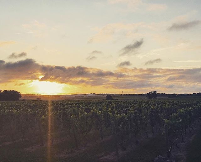 What better way to decompress after a crazy back to school week than a glass of wine, fresh air, and a beautiful sunset. Palmer vineyards open until 9 PM tonight, join us!