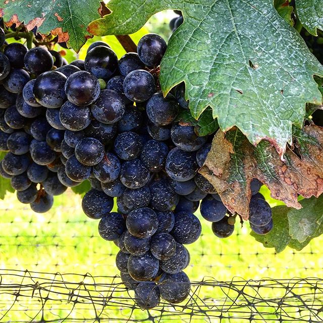 Our Cabernet Franc is shaping up quite nicely! Harvest is here!!