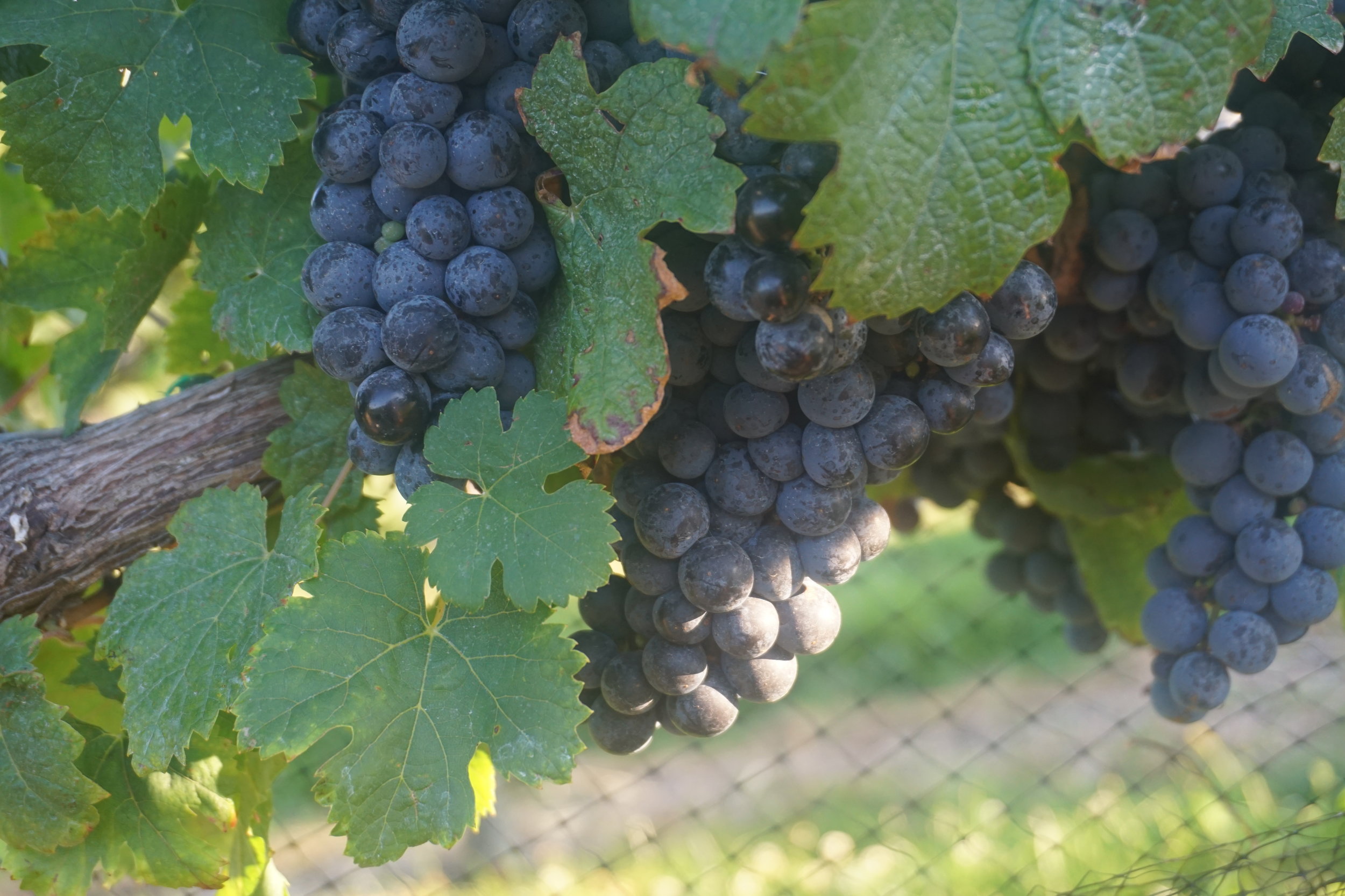 Red grapes on vine