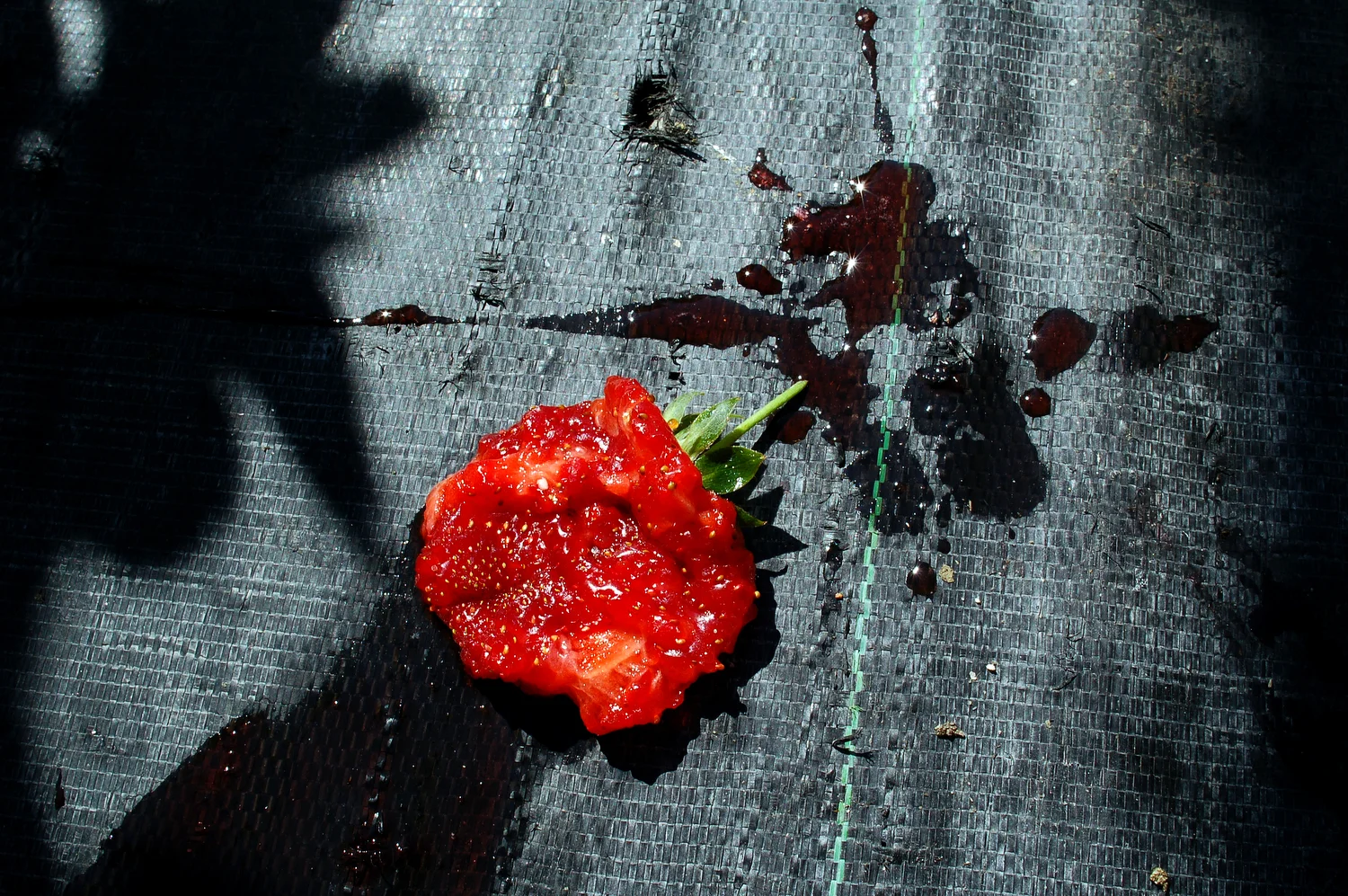  Pretty Please Ripe   Statement  