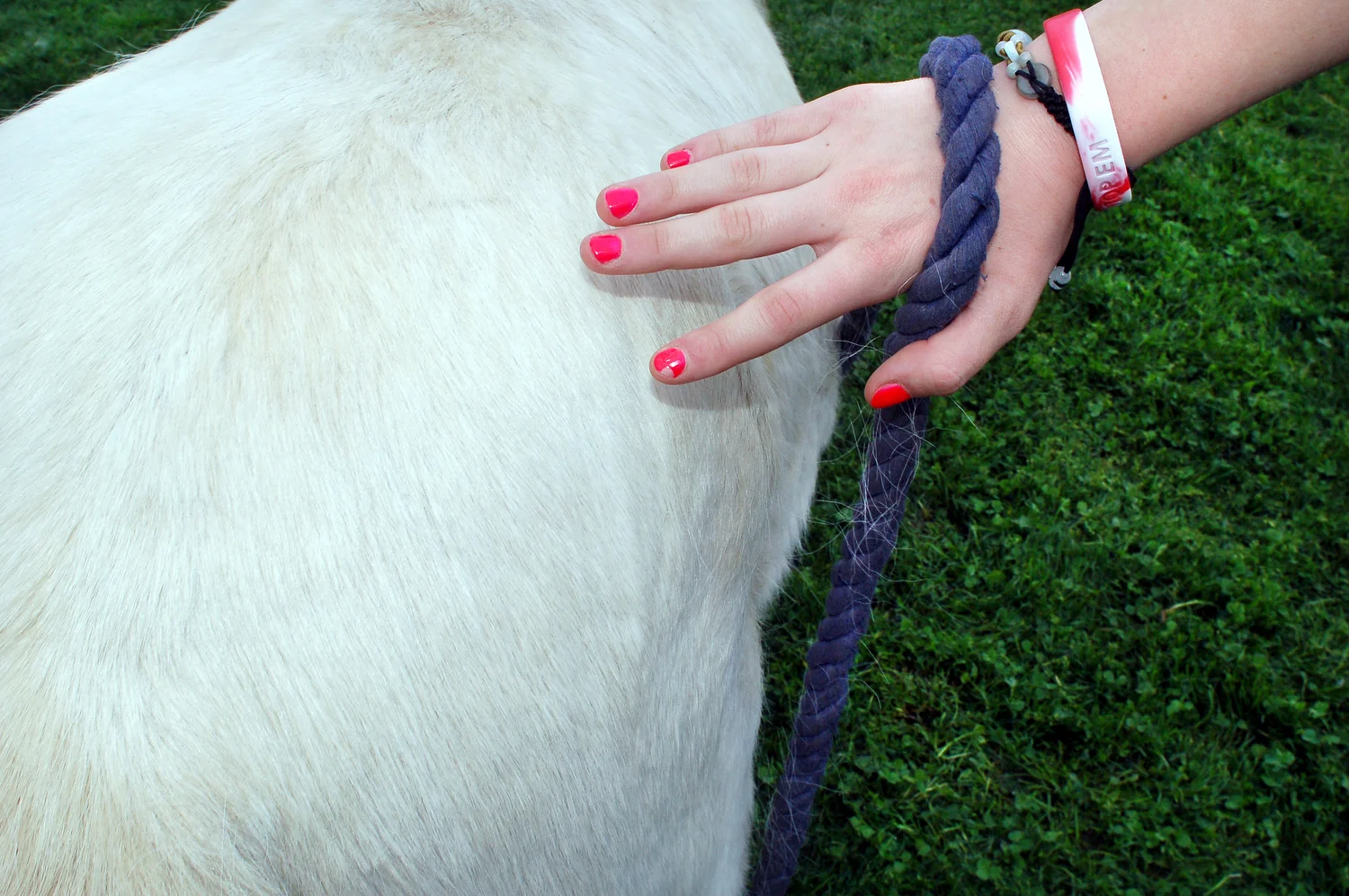   Lush Light  Chip   Statement  