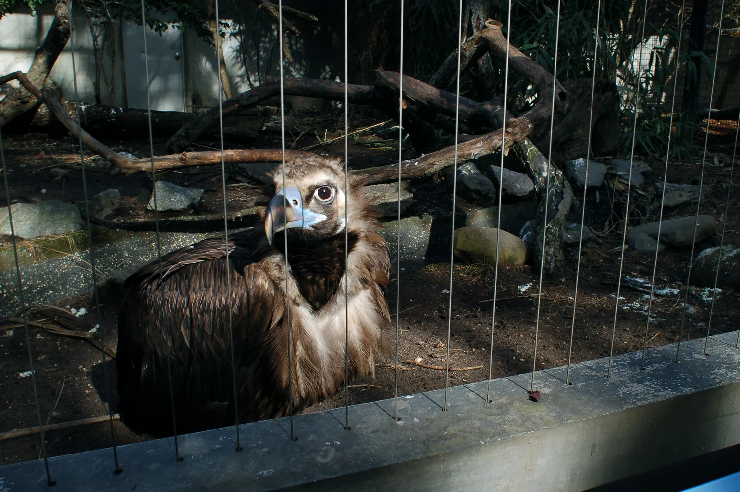   Lush Light  Bird's Eye   Statement  