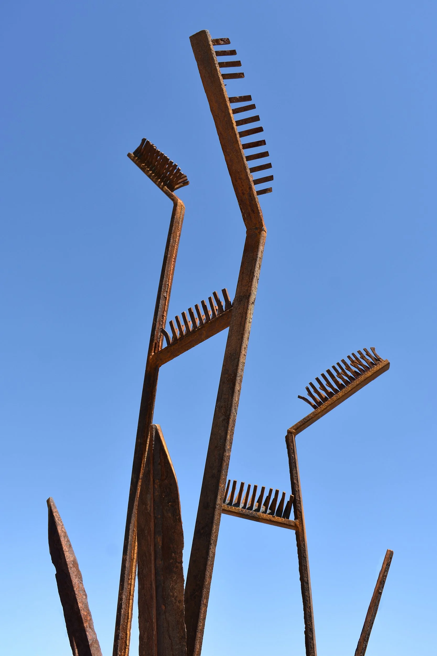 Blue Grama Grass 3.jpg