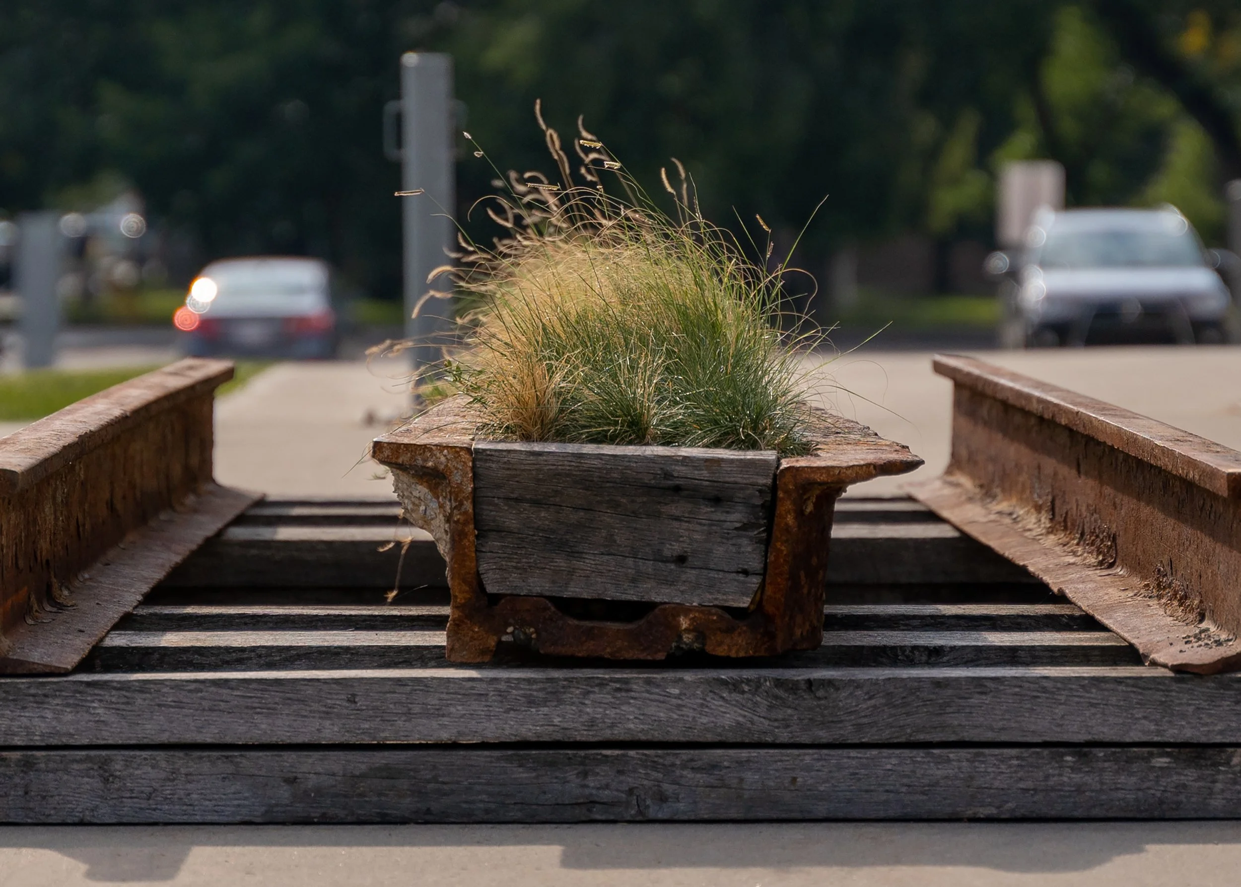 Blue Grama Grass 5.jpg