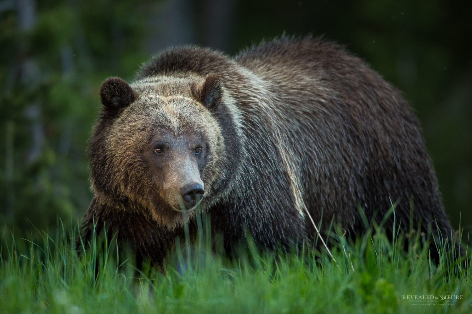 Photograph Grizzly in Yellowstone