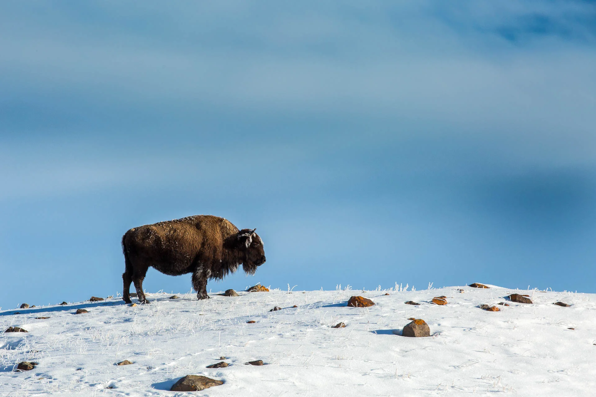 Photography Yellowstone Winter