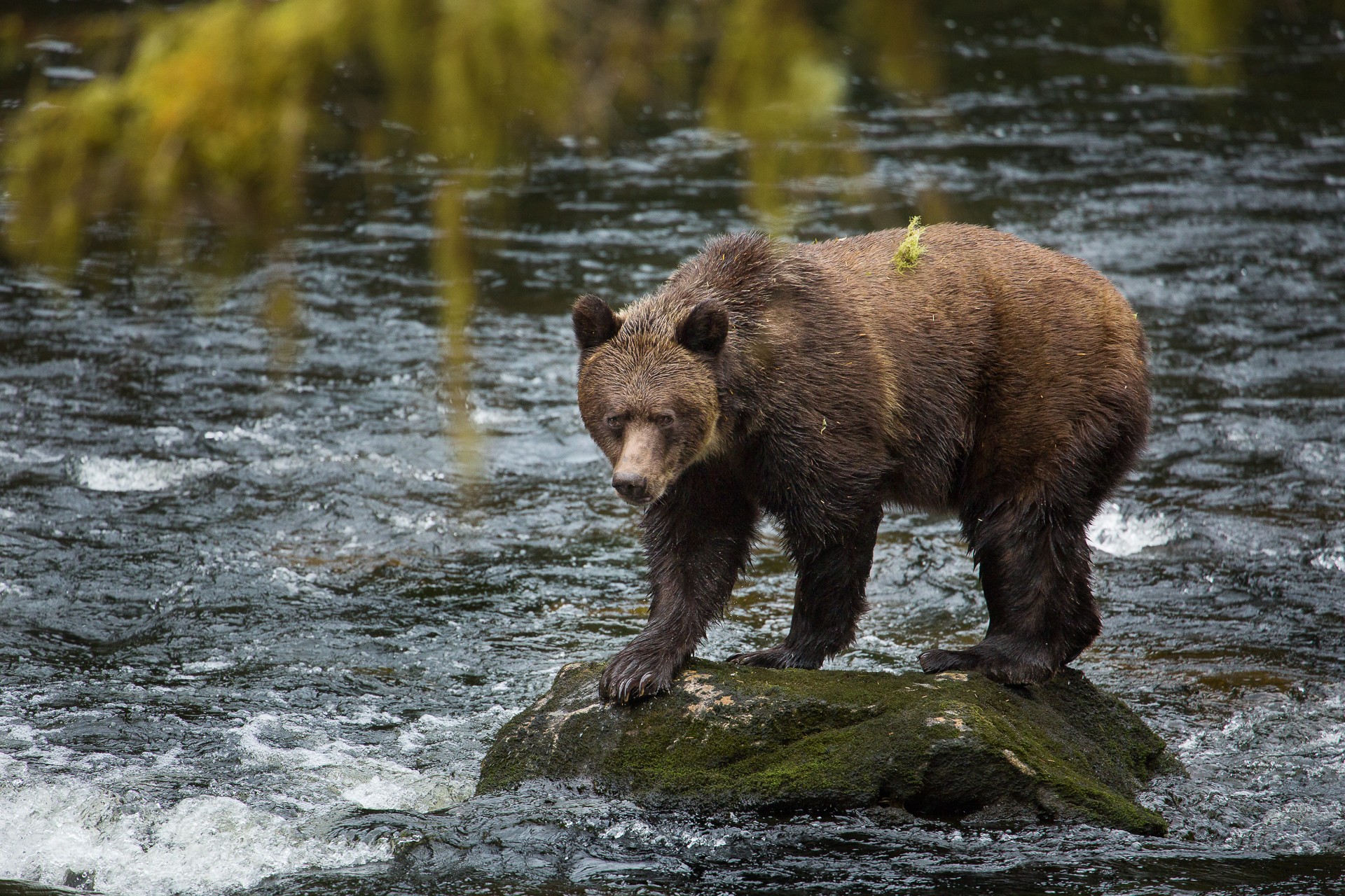 GBR bear on rock.jpg