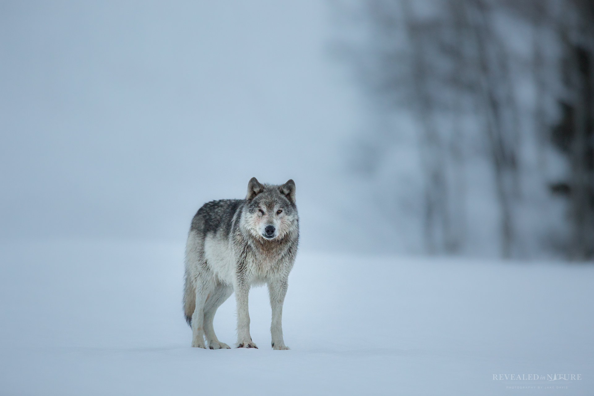 BV Winter Wolf.jpg